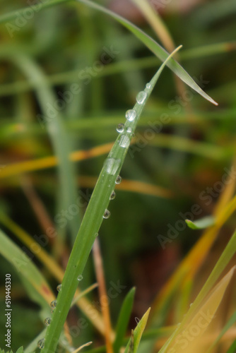 Blade of green grass with individual drops of water in a field in Germany on a fall day.