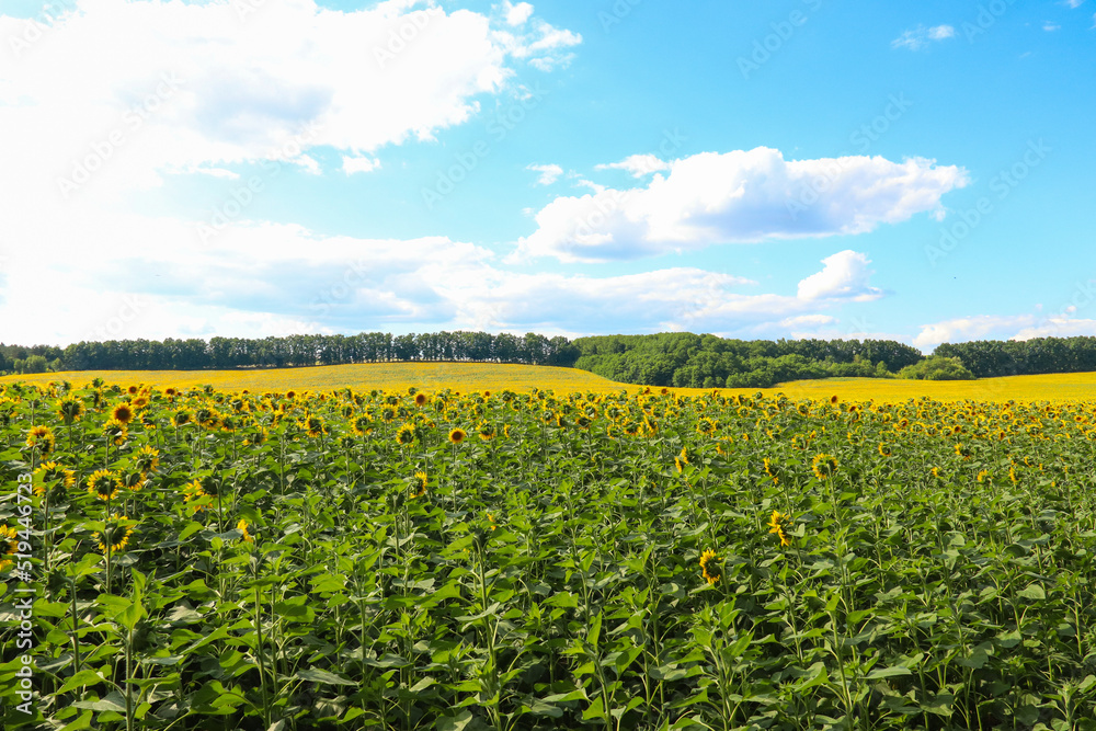 A field of sunflowers against a sky with white clouds. Agriculture. Farm.