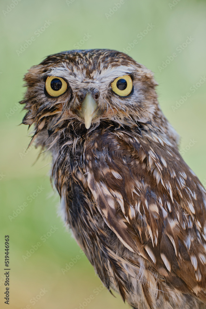 Owlet portrait with isolated and green background Owlet portrait with isolated and green background