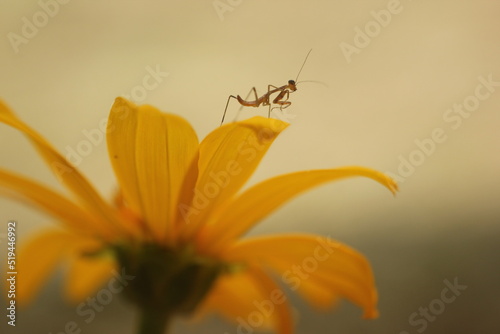 mantis in yellow flower lives in the forest © ridho
