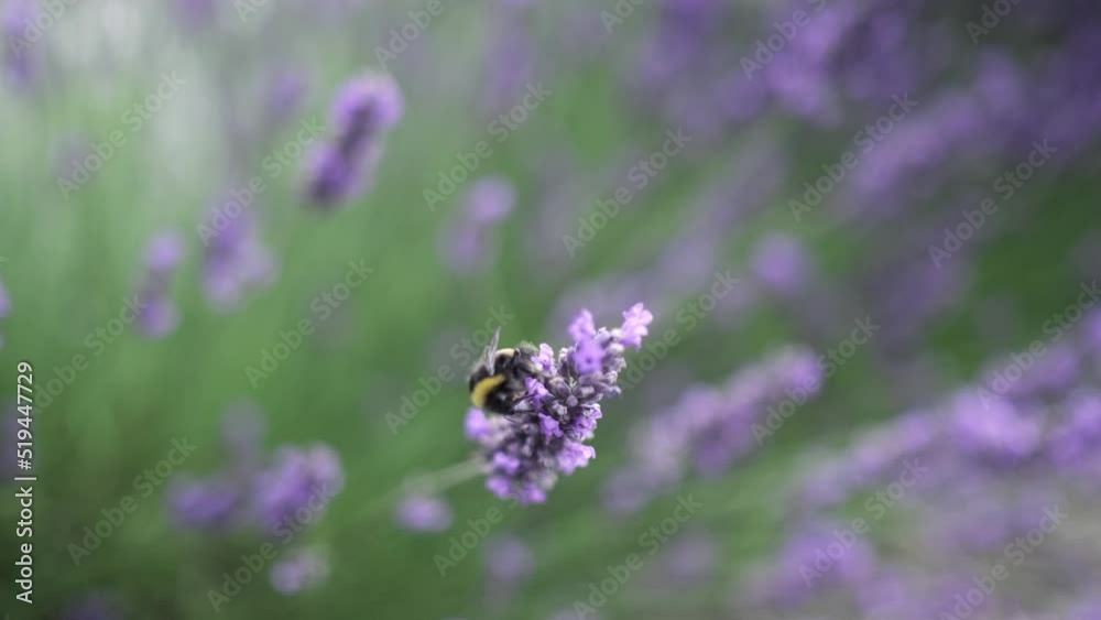 Flying bumble-bee gathering pollen from lavender blossoms. Close up Slow Motion. Beautiful Blooming Lavender Flowers swaying in wind. Provence, South France, Europe. Calm Cinematic Nature Background Flying bumble-bee gathering pollen from lavender blossoms. Close up Slow Motion. Beautiful Blooming Lavender Flowers swaying in wind. Provence, South France, Europe. Calm Cinematic Nature Background