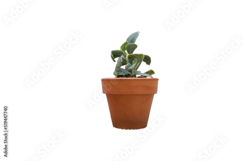 Succulent plant, a beautiful species, with its natural colored clay pot