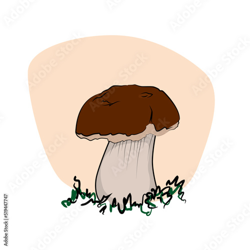 Mushroom drawing champignon, porcini, greasers, suillellus, boletus, russule, russulacea, amanita, death cap. Vector graphic stock image. Children book isolated illustration.