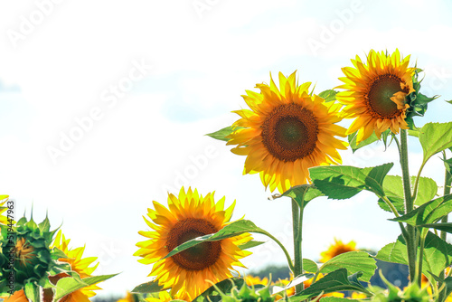 Sunflowers against the sky. Agriculture. Farm. Photo of nature.