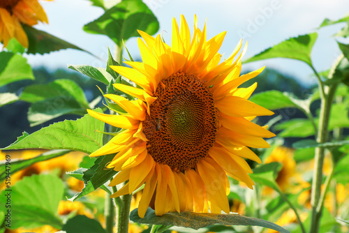 Sunflowers against the sky. Agriculture. Farm. Photo of nature.