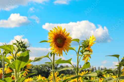 Sunflowers against the sky. Agriculture. Farm. Photo of nature.