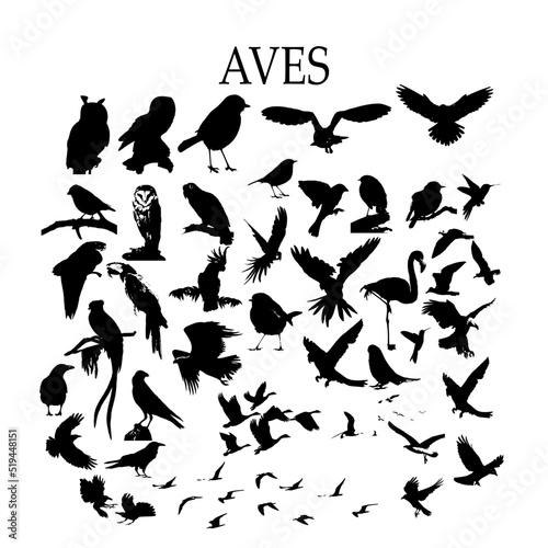 Aves, silueta vectorial