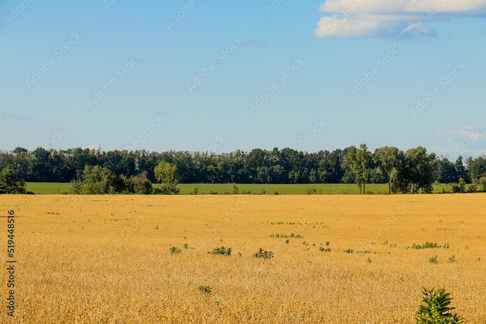 A field of cut wheat against the background of trees and the sky. Photo of nature.