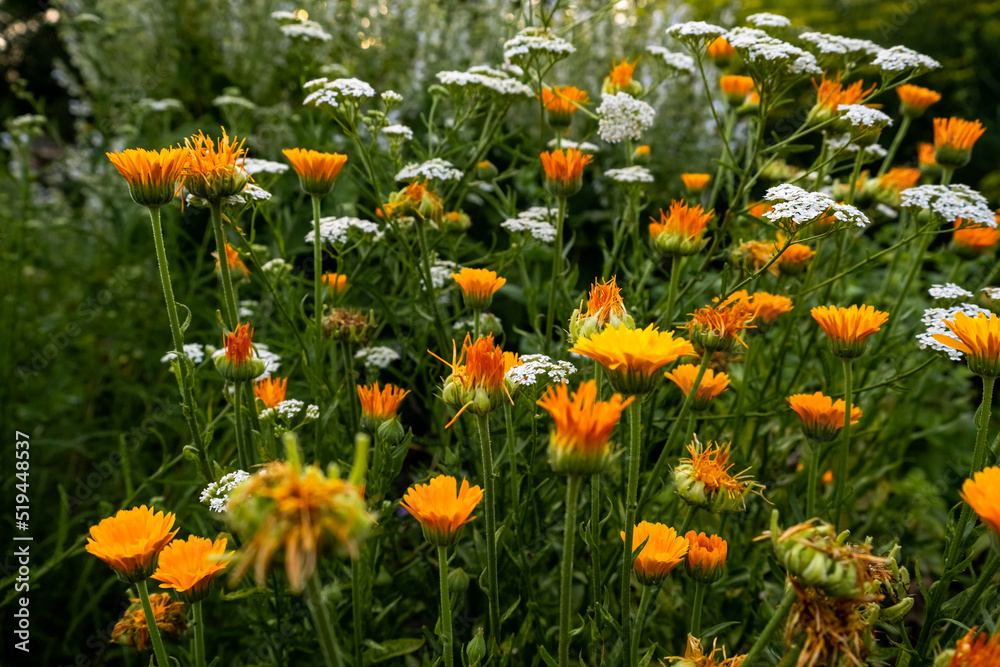 Flowers in Colonial Williamsburg garden