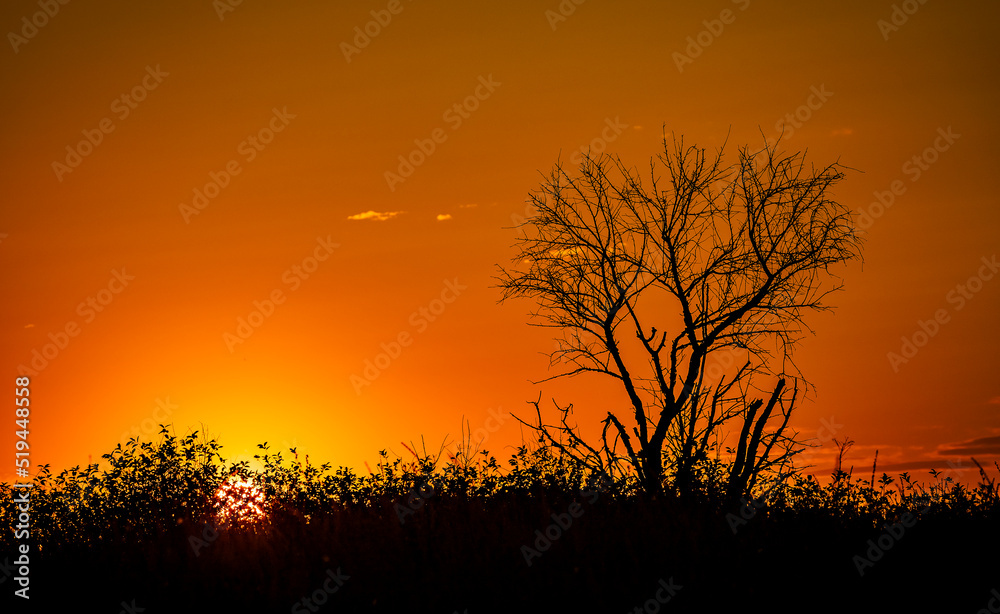 Red sunset of the hot sun on the background of the silhouette of a tree and dry grass. Red Sky. Global warming, climate change, extreme heat waves. Hot evening. Danger of fire.