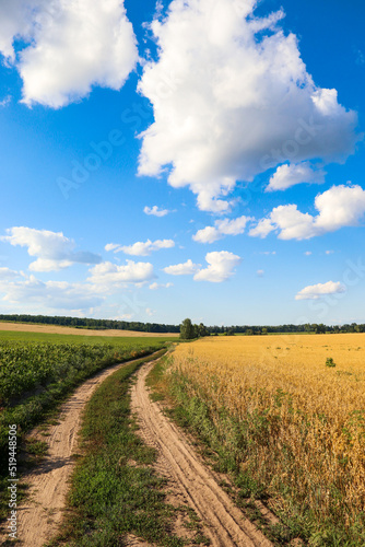 A dirt road separating a corn and wheat field against a sky with white clouds. Agriculture.