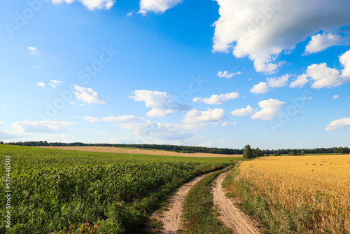 A dirt road separating a corn and wheat field against a sky with white clouds. Agriculture.