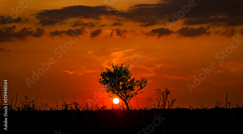 Red sunset of the hot sun on the background of the silhouette of a tree and dry grass. Red Sky. Global warming, climate change, extreme heat waves. Hot evening. Danger of fire.