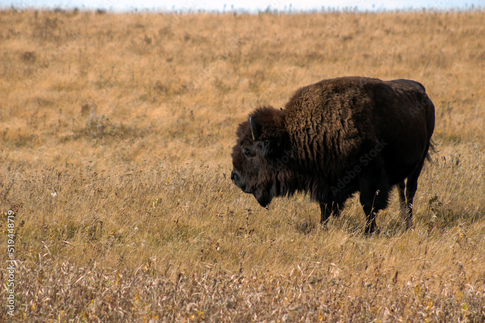 Bison Bison