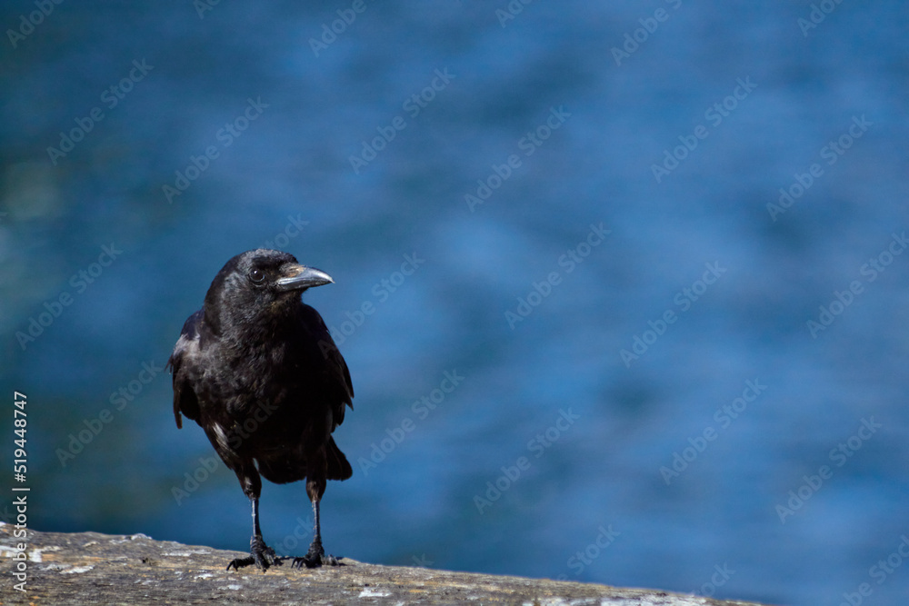 Fototapeta premium Solo Crow