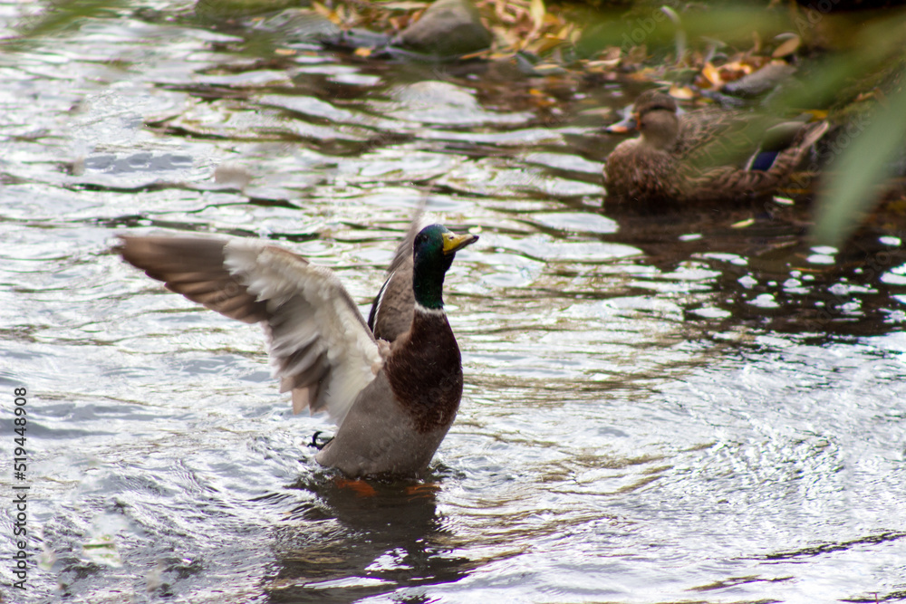 Fototapeta premium duck on the water