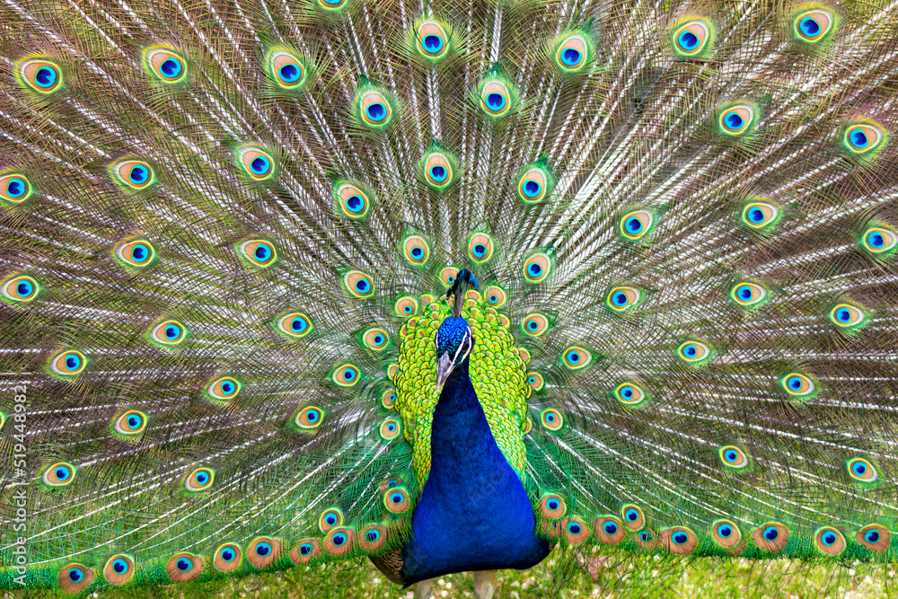 Naklejka premium peacock with feathers out