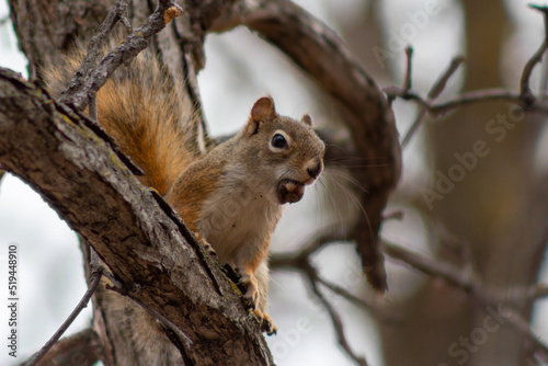 squirrel on a tree © Mark