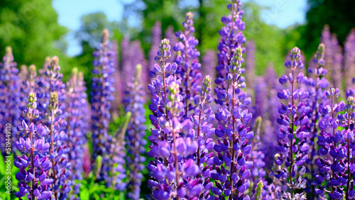 A beautiful natural background for your projects in banner format with a field of lupine flowers on a clear summer day