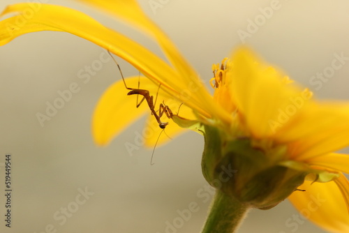mantis hiding in yellow flower