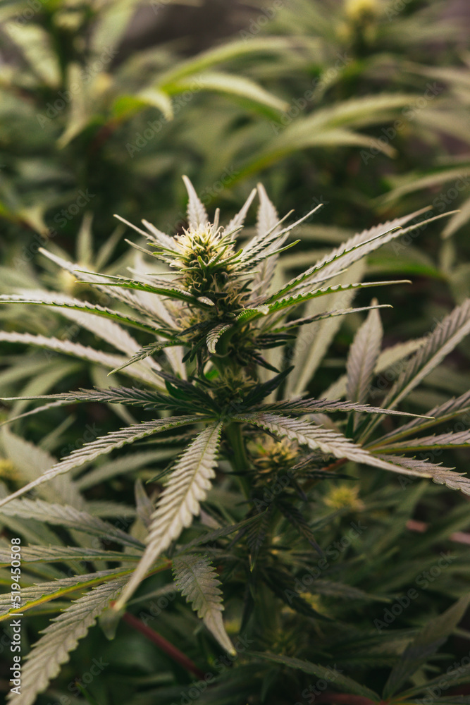 Obraz premium cannabis 