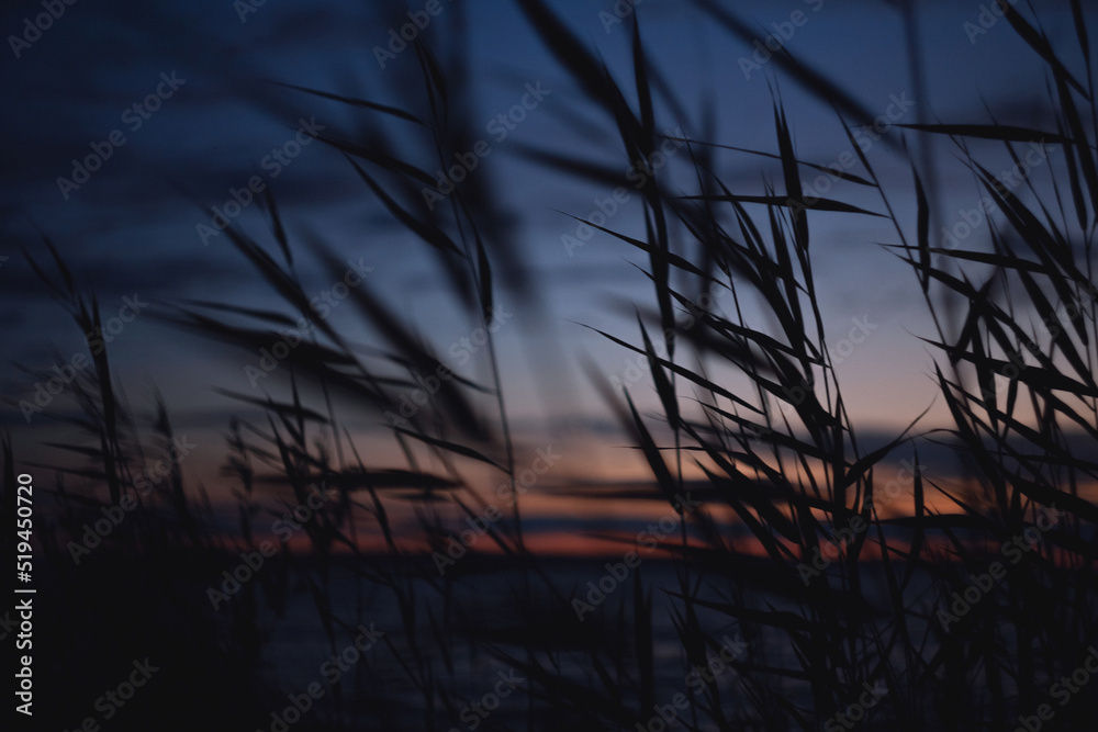 Obraz premium Grass silhouette against sunset sky