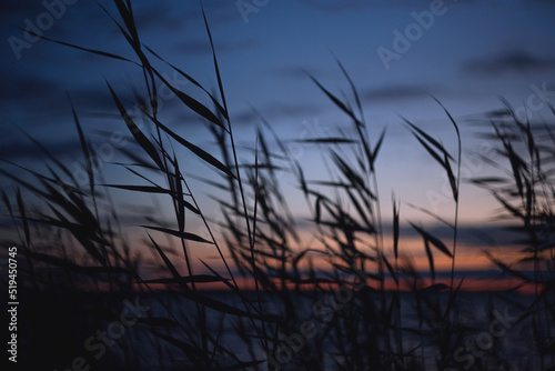 Grass silhouette against sunset sky