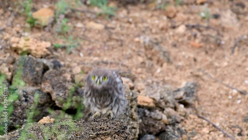 Beautiful little owl in the wild. Athene noctua. A young owl chick. photo