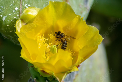 abeja polen