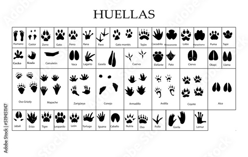 Huellas de diferentes animales, silueta vectorial.