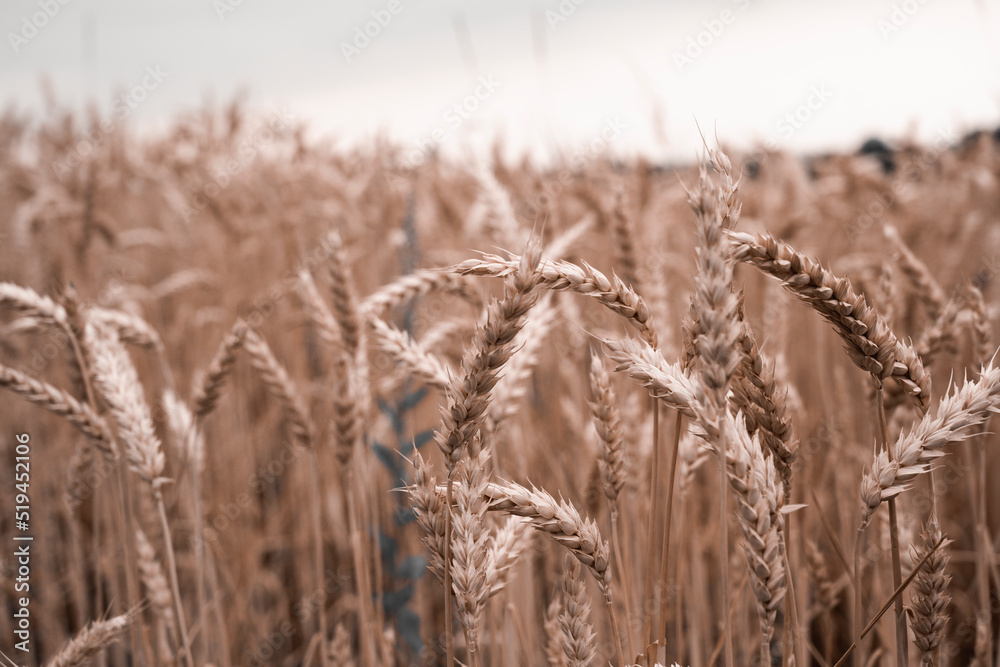 Obraz premium gothic wild field with wheat