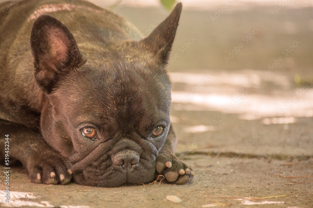 A narrow zone of focus on the eyes. A young dog of the French bulldog breed lies on a sunny day.