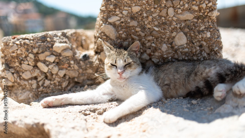 Fototapeta Naklejka Na Ścianę i Meble -  Cat laying on rocky beach closeup, blue sea in the background, adriatic beaches in Croatia, summer vacation or holidays trip concept