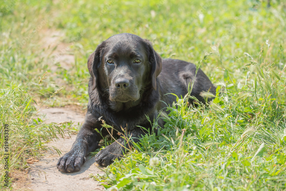 A young Labrador retriever dog lies on the grass on a sunny day. Narrow focus zone on the eyes.
