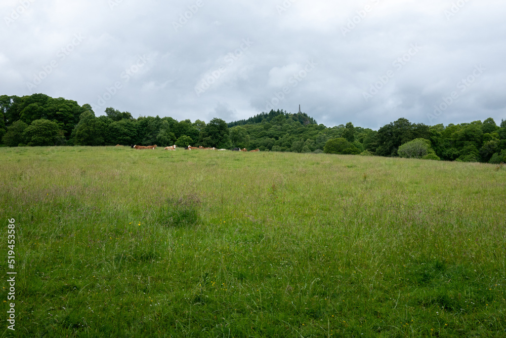 Green pasture with cows and a view of a monument on a hill in Comrie Green pasture with cows and a view of a monument on a hill in Comrie
