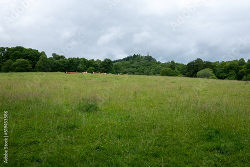 Green pasture with cows and a view of a monument on a hill in Comrie © Jitka