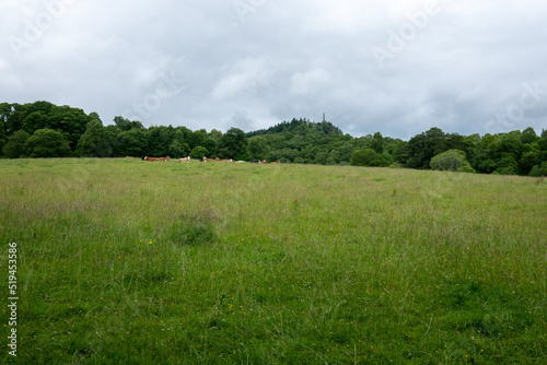 Green pasture with cows and a view of a monument on a hill in Comrie 