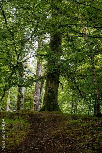 Beautiful broadleaf forest in Diel's Cauldron near Comrie