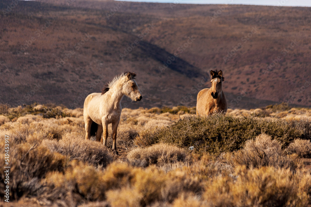 Obraz premium wild horses in the middle of a field in Neuquén province, Argentina