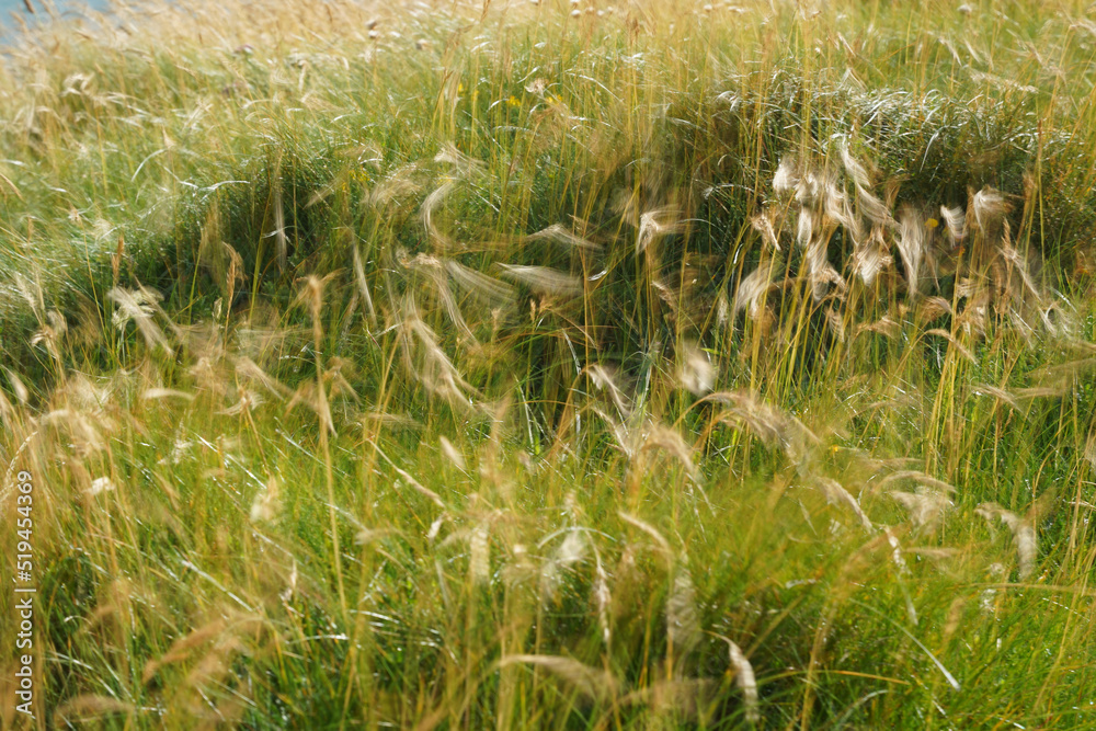 Closeup of grass, reeds swinging in the wind Closeup of grass, reeds swinging in the wind