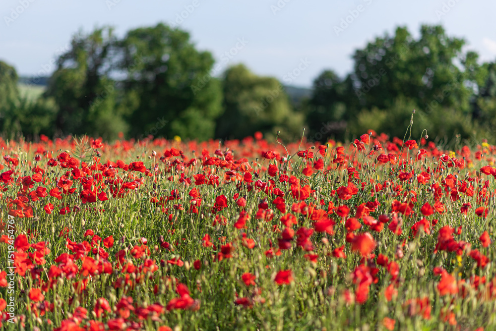field of poppies, red and green rural landscape