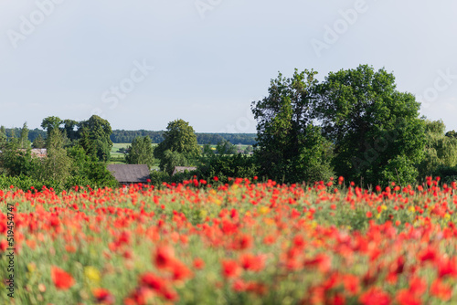 Field of poppies with rural landscape in background. Sunny summer june in the countryside. Red field of poppies