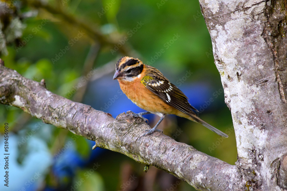 Grosbeak on Branch 07