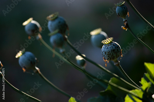 Photography group of opium poppy fruits