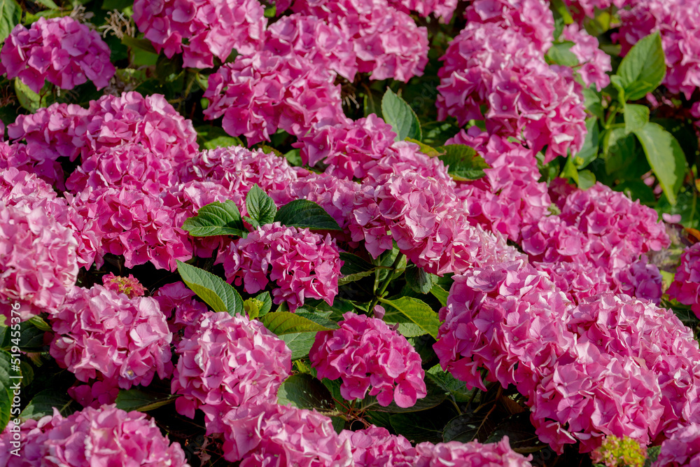 Selective focus of Hydrangea in the garden, Bushes of colorful purple pink ornamental flower, Hortensia flowers are produced from early spring to late autumn, Natural floral texture background. Selective focus of Hydrangea in the garden, Bushes of colorful purple pink ornamental flower, Hortensia flowers are produced from early spring to late autumn, Natural floral texture background.