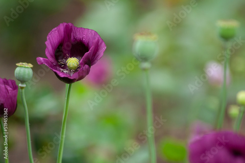 amazing purple poppies summer buds of summer flowers close up, floral background