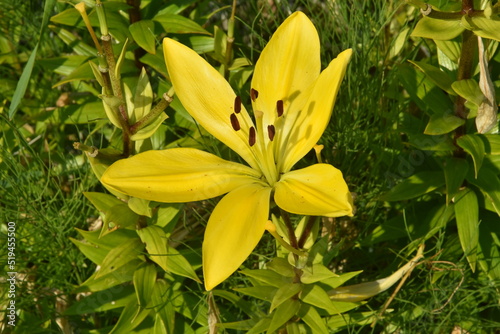 żółta lilia, kwiat pojedynczy z pylnikami photo