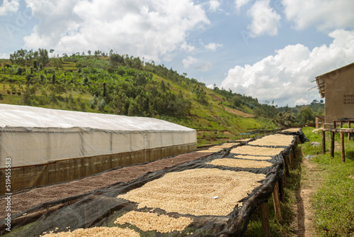 Coffee beans drying in the sun at farm, Rwanda region