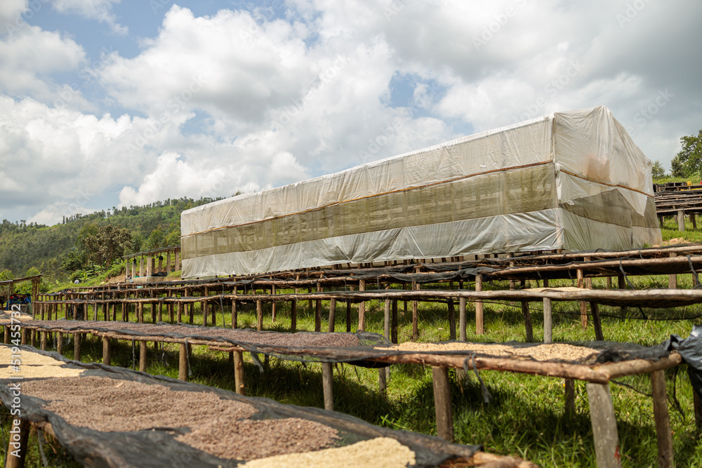 Drying coffee beans on drying rack at farm in Africa region Drying coffee beans on drying rack at farm in Africa region