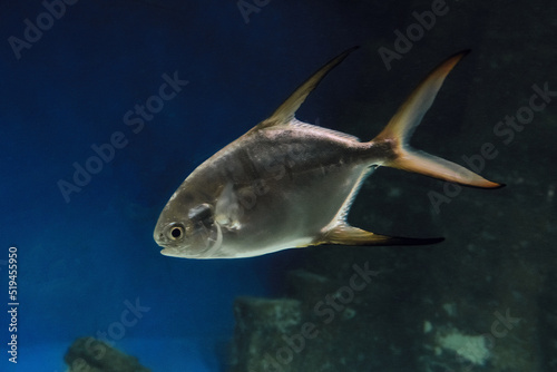 Big trachinot swims in the water. West Indian trachinot or Trachinotus goodei.